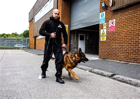 Guard dog security - 